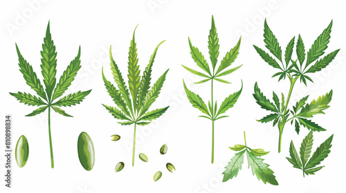 Four of different realistic green hemp with seeds. 