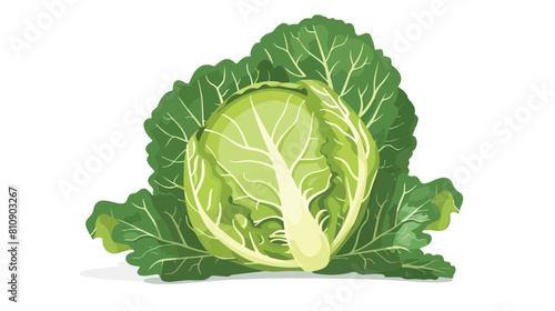 Fresh whole cabbage with green leaves. Head of raw le