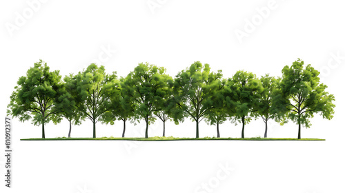 Green trees isolated on transparent and white background