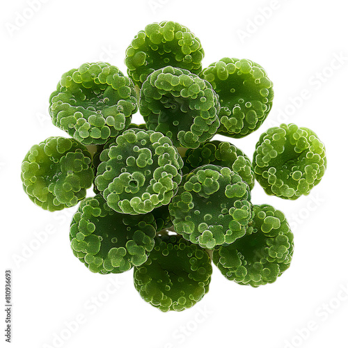 Front view of a single cyanobacterium with antidiabetic compounds isolated on a white transparent background