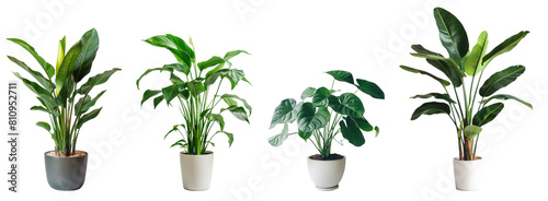 観葉植物4種類、背景透過 