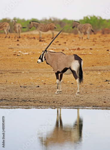Portrait view of an Oryx standing beside a waterhole with a nice reflection in still water, there is a small herd of zebra in the distance