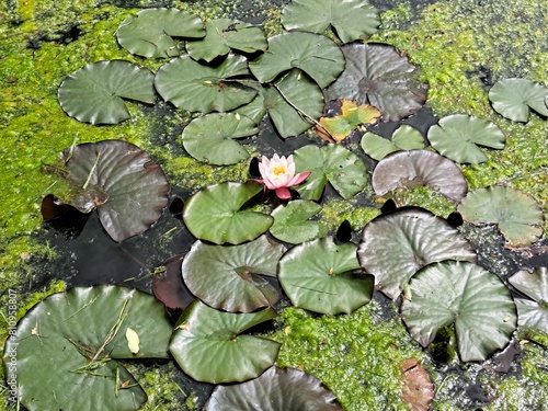 Single European White Water Lily in a Pond