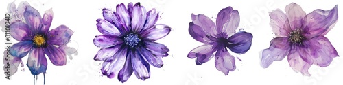 Set of Purple tulip. Flower with clipping path. For design. Closeup. Nature on transparent background png