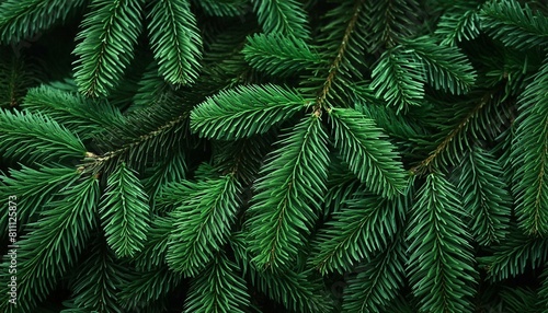 Nahaufnahme eines Tannenbaum, Tiefes Grün, Natur Hintergrund, Wallpaper 