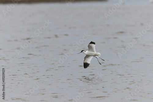 Pied avocet Recurvirostra avosetta in a marsh in Brittany