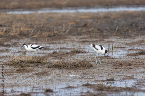 Pied avocet Recurvirostra avosetta in a marsh in Brittany