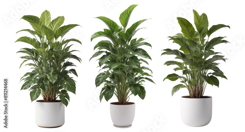 Set of indoor plant in a white pot on isolated background