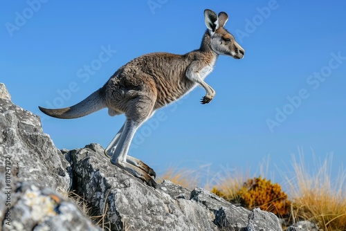 Kangaroo perched atop rocky outcrop in graceful stance, A kangaroo leaping gracefully over a rocky outcrop
