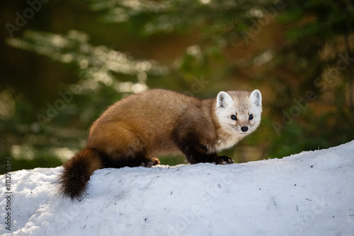 Pine Marten on a snow mound