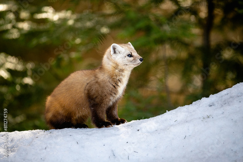 Pine Marten on a snow mound