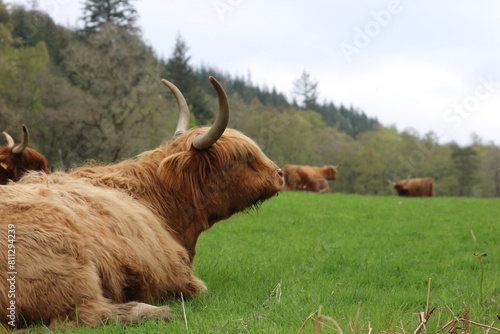 Vache écossaire des highlands