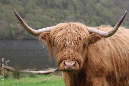 Vache iconique écossaise highland 