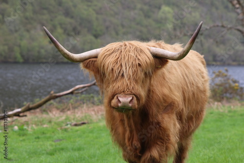 Vache écossaise des highlands