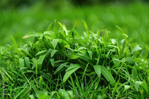 Eliminating Crabgrass for a Perfect Lawn: Essential Guide for Homeowners