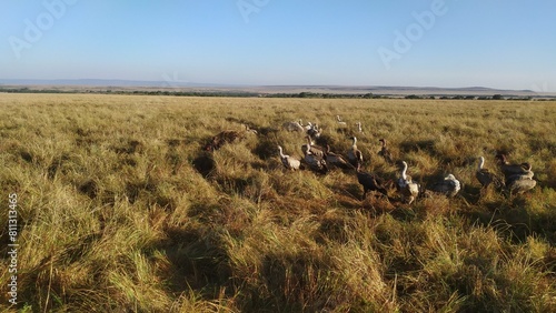 masai mara & serengeti safari drive