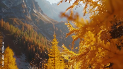 Golden larch trees during the fall season