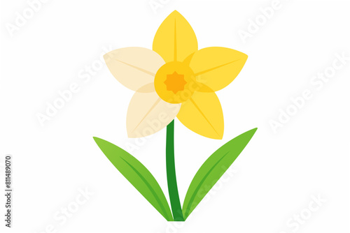 daffodil flower vector illustration