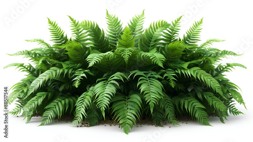 Green Leaves Tropical Foliage Plant Bush of Casc, Green leaves tropical foliage plant bush of cascading Fishtail fern or forked giant