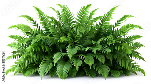 Green Oak Leaves Transparent Background PNG Isol, A cascading Fishtail fern or forked giant sword fern Nephrolepis spp shrub with green leaves