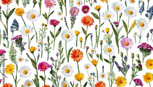 freigestellte dekoration tapete blumenwiese flower meadow summer release isolated cut-out panorama white background colourful macro close-up view merry shiny natural lot papaver poppy grass wilde