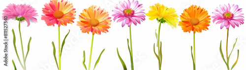 aster flower vector flowers in various shades of pink, purple, yellow, and orange are arranged on a isolated background the flowers are arranged on long green stems