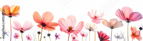 colorful blooming flowers in shades of pink, orange, and red arranged in a row on a isolated background