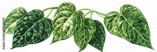 illustration of betel leaves on a isolated background