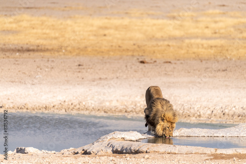 Close-up of a male lion -Panthera leo- drinking from a waterhole in Etosha national Park, Namibia.
