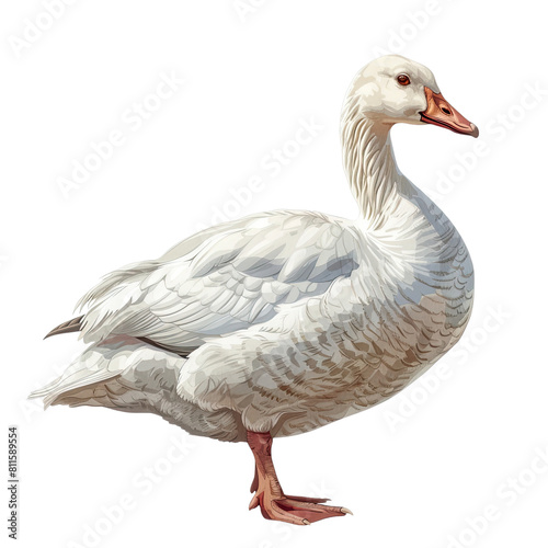 Goose isolated on transparent background