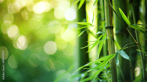 background of green bamboo in the morning rays. close-up of a fragment of a bamboo forest, half of the frame in blur place for text. bamboo trunks with leave. mocap for natural cosmetics, copy space