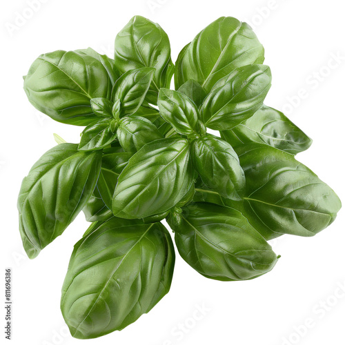 Photo of Basil, Isolated on white background 