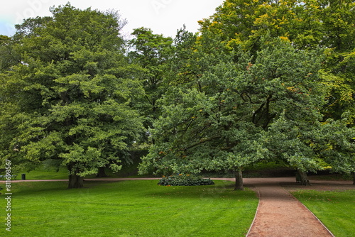 Giant trees in public park Slottsparken at the Royal Palace in Oslo, Norway, Europe 