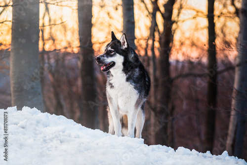 Husky