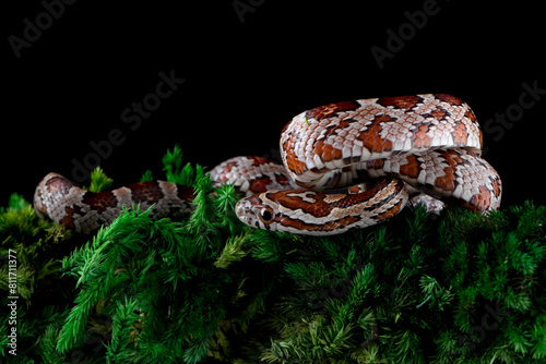 Okeetee Corn Snakes (Elaphe guttata guttata) is a non-venomous species native to North America. 