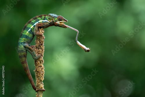 Panther chameleon (Furcifer pardalis) is catching an insect as its prey with its tongue.