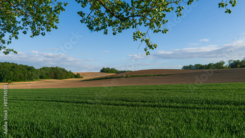 Farmland during sunset. Part of the field has already been plowed and sown. Winter cereals are already appearing in the green part.