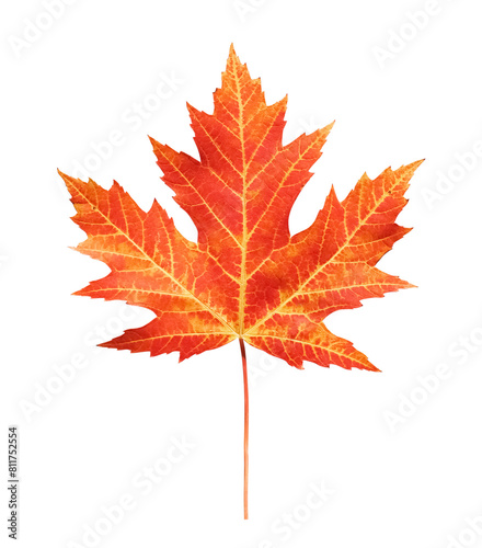 Autumn Maple Leaf