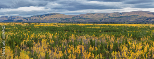 Panorama of a taiga landscape in autumn colors, Yukon territory Canada