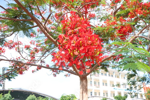 Close up of flamboyant blooming in sunny day at Mekong Delta Vietnam known as Royal poinciana or Mohur tree.