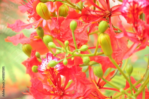 Close up of flamboyant blooming in sunny day at Mekong Delta Vietnam known as Royal poinciana or Mohur tree.