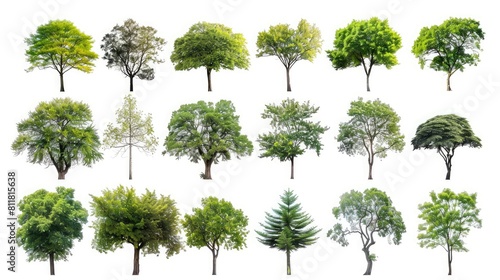 Tree Variety: A diverse collection of trees isolated against a clean white backdrop.