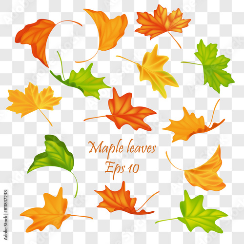 Autumn leaves vector set for fall seasonal elements with maple and oak leaf isolated . Vector illustration. Eps 10