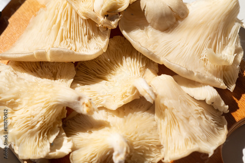 Oyster mushroom Pleurotus ostreatus close-up