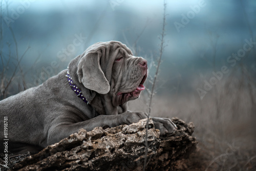 Neapolitan mastiff puppy on a walk in the field on a cloudy day, dog portraits in nature