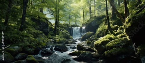 Waterfall in forest landscape