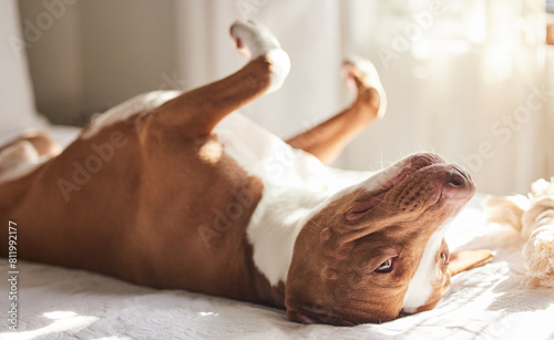 Dog, tired and animal in a bedroom or pitbull, pet and rescue in a bed with nap in the morning. Home, sunshine and relax foster in a house with comfort on a duvet and blanket with rest in sun