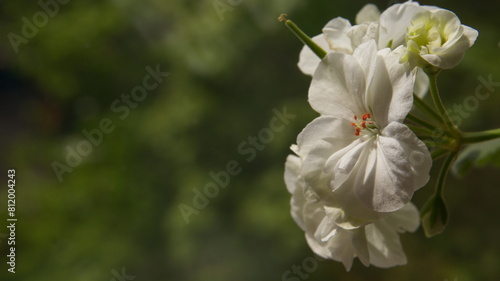 white geranium flowers on a green free background