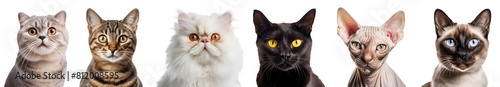 Set of 6 cat kitten kitty, Tabby, Persian, Sphynx, Siamese, Bombay, Scottish Fold portrait head shot isolated on transparent background cutout, PNG file