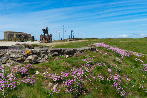 Parterre d'arméries maritimes en fleurs devant le chemin des Ancres et le musée mémorial de la bataille de l'Atlantique à Camaret, sur la presqu'île de Crozon.